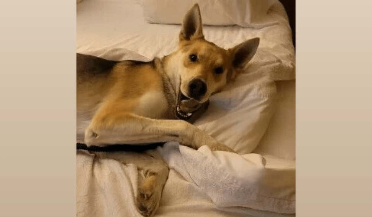 Lost German Shepherd Mix Found After 14 Months And 1600 Miles Away