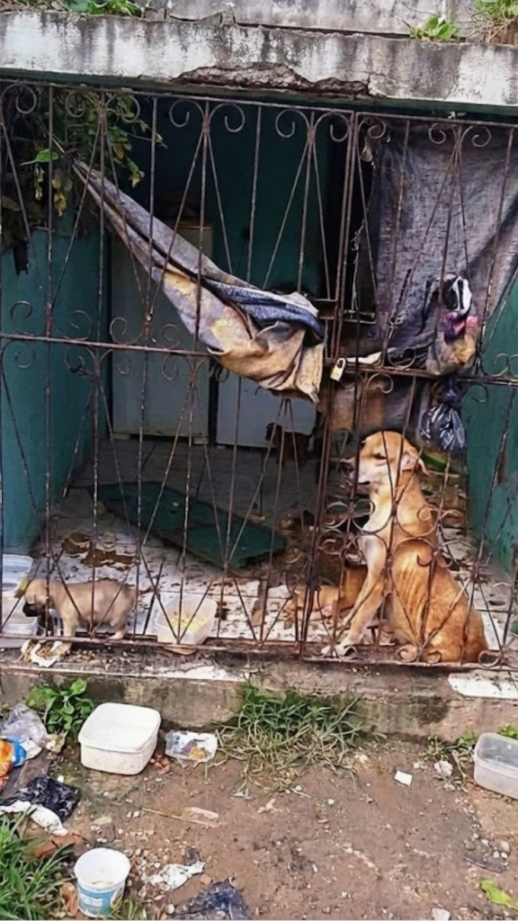 When They Opened the Locked Door, She Was Still Curled Around Her Puppies — Waiting in Silence