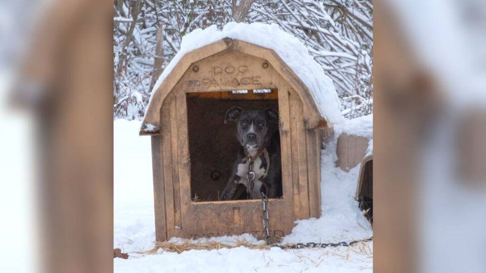 The Valentine’s Day Rescue That Saved Galentine and Her Puppies