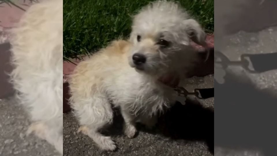 Puppy Waited On The Cold Road Hoping Someone Would Love Him