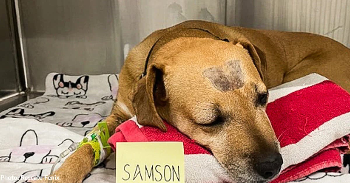 Dog Survived A Snake Bite And Illnesses That Almost Took Everything