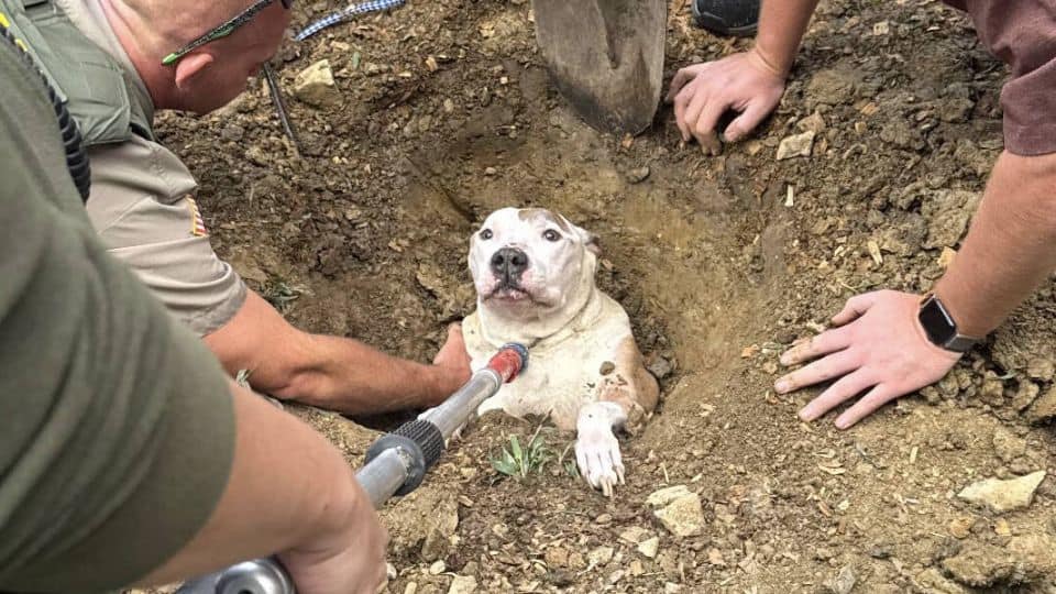 Senior Dog Stuck in Backyard Hole Rescued by Firefighters in New York