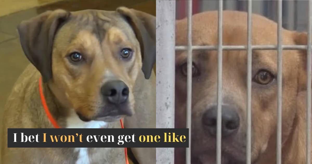 Brave Puppy Who Saved Another Dog’s Life Now Needs A Hero To Save His Own