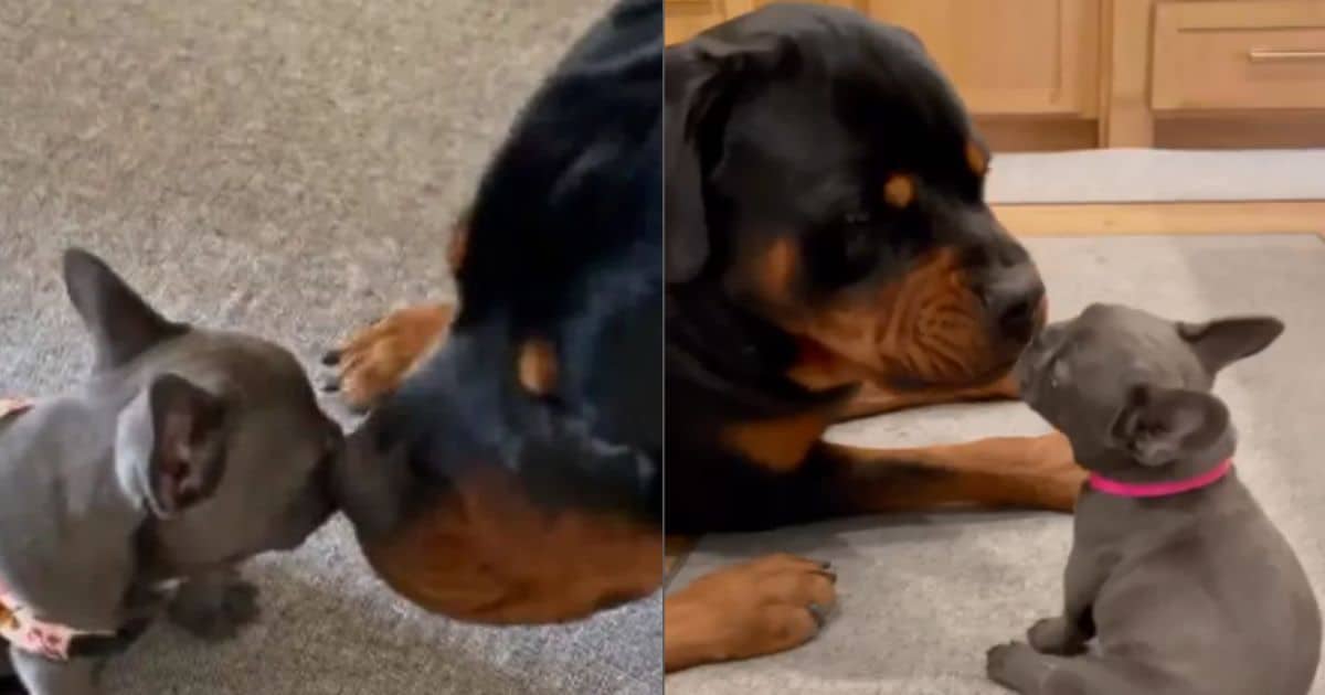 Giant Rottweiler’s Adorable Encounter with Puppy Sibling Shows Why Rotties Are the Best