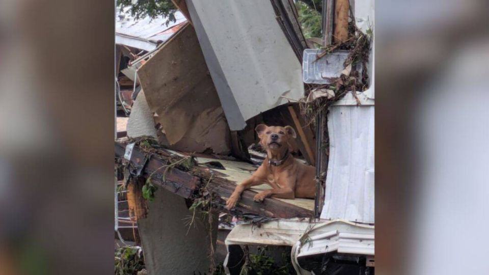 Rescuers Found a Dog Sitting in Debris Days After the Texas Floods