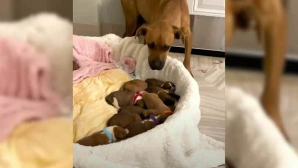 Dog’s Unexpected Delivery Catches Virginia Shelter Completely Off Guard