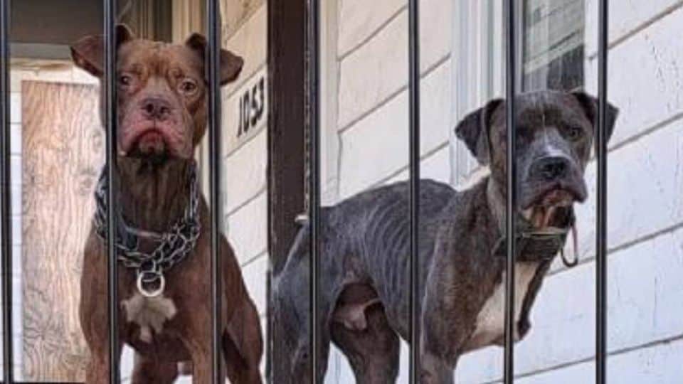 Forgotten Dogs Waited On A Porch As People Passed By Until Help Arrived