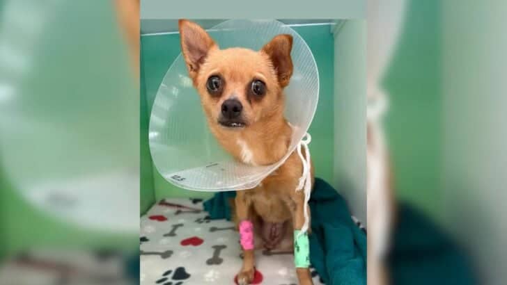 She Rushed Her Chihuahua To The Vet And What They Found Left Her In Tears