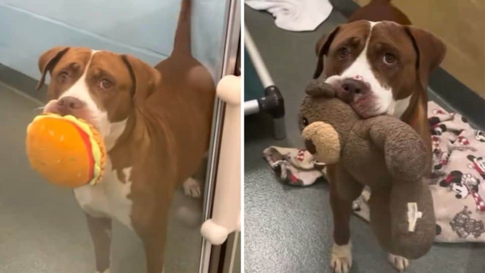 Seven-Year-Old Dog Clutches Her Toy and Waits for Someone to Love Her
