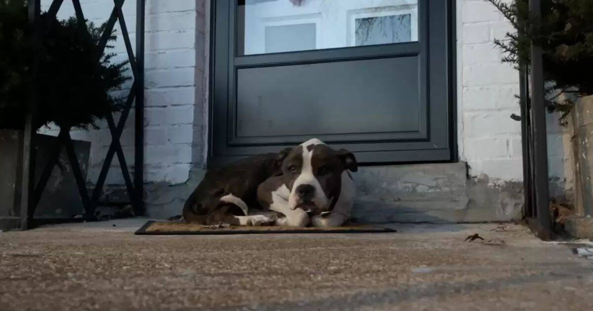 Sweet Gasper Finds Comfort on Stranger’s Porch And A Second Chance at Life