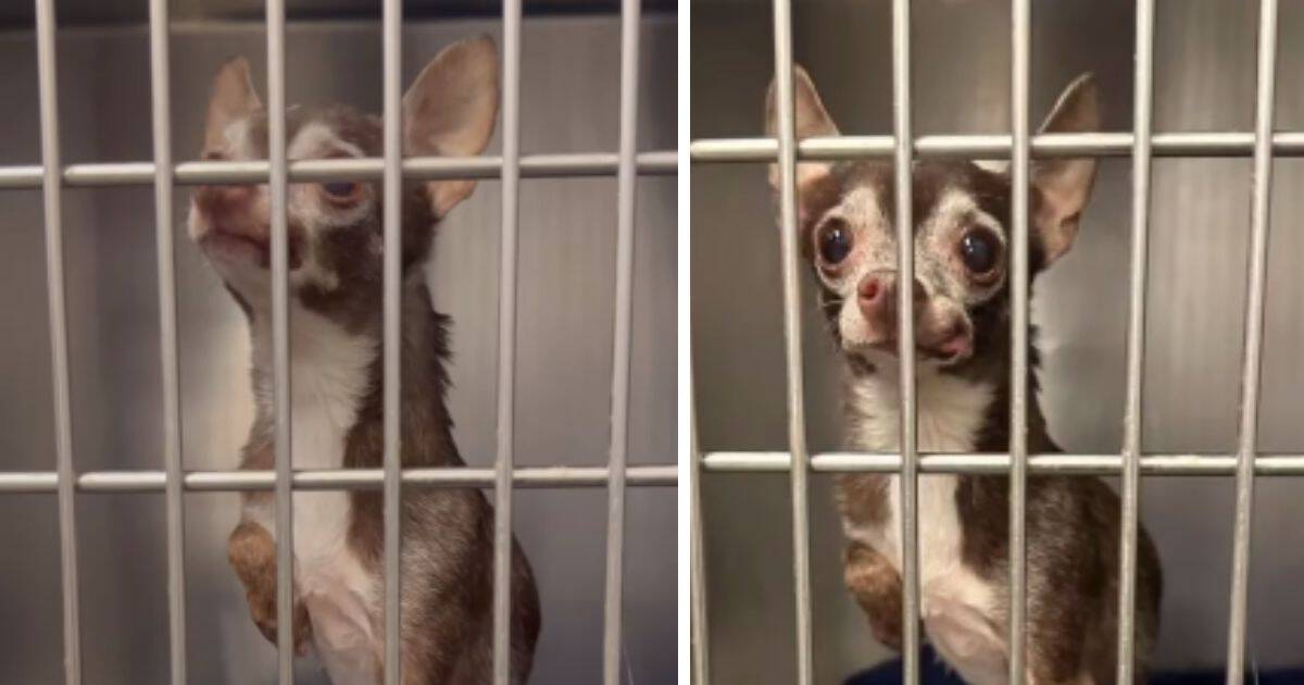 Senior Shelter Dog Finds New Hope And A Fresh Beginning At 15 Years Old