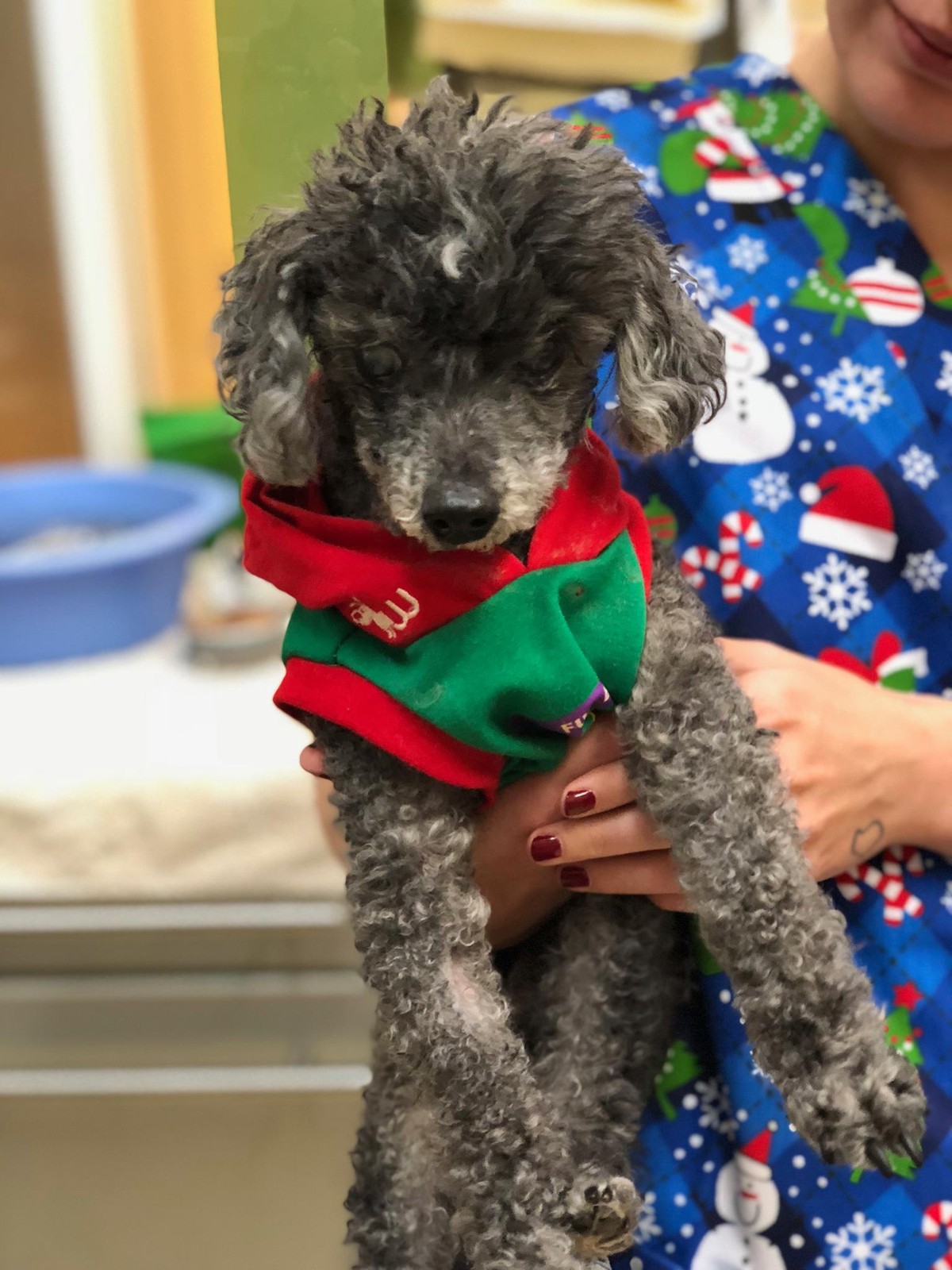 When This Blind 18-Year-Old Poodle’s Family Asked for Euthanization, Their Reason Left Everyone Speechless
