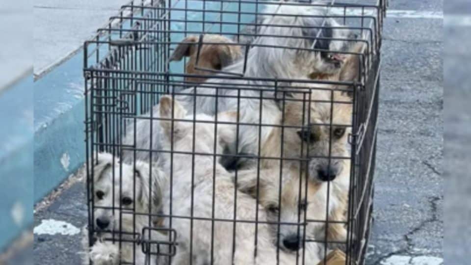 Woman Discovers Seven Terrified Dogs Trapped Outside Shelter and Saves Them All