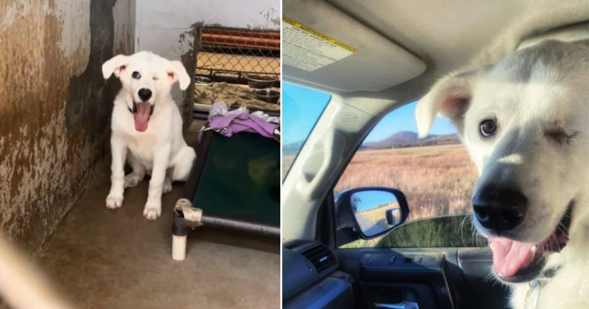 After 432 Days in Shelter, Puppy Finally Finds the Loving Home He Deserved