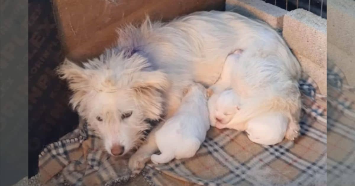 Exhausted Mother Dog Struggles to Keep Her Babies Warm in a Cold, Rundown Shelter