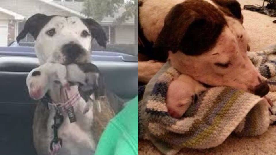 The Pit Bull Who Survived Cruelty and Left a Legacy of Love