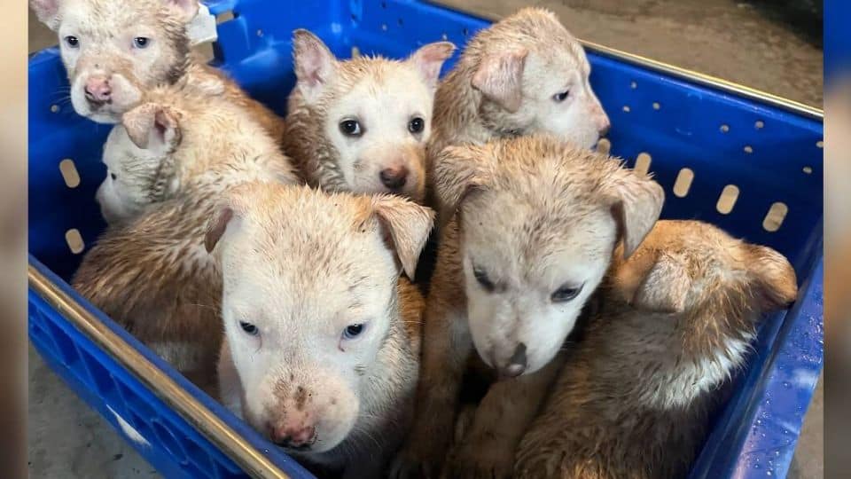 From a Cold Crate to Warm Arms: The Rescue of Seven Abandoned Puppies