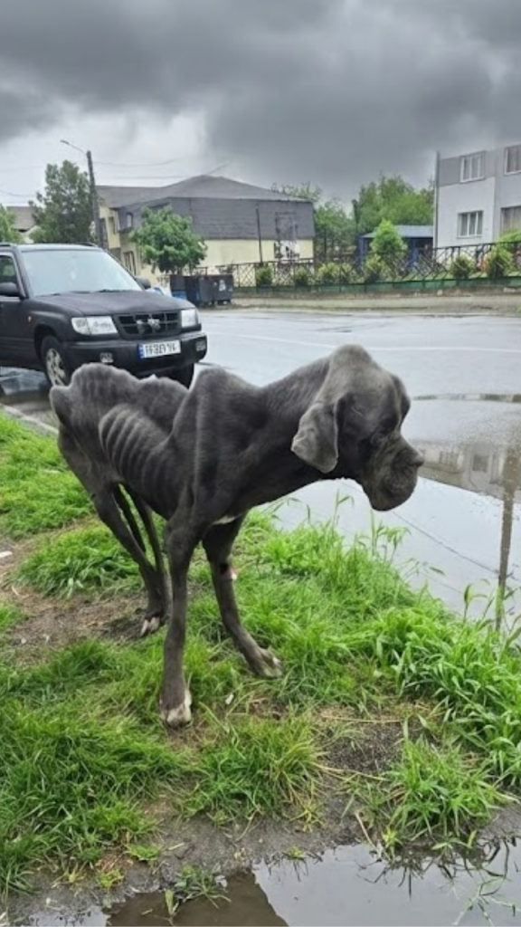She Couldn’t Stand — Until One Stranger Refused to Walk Away