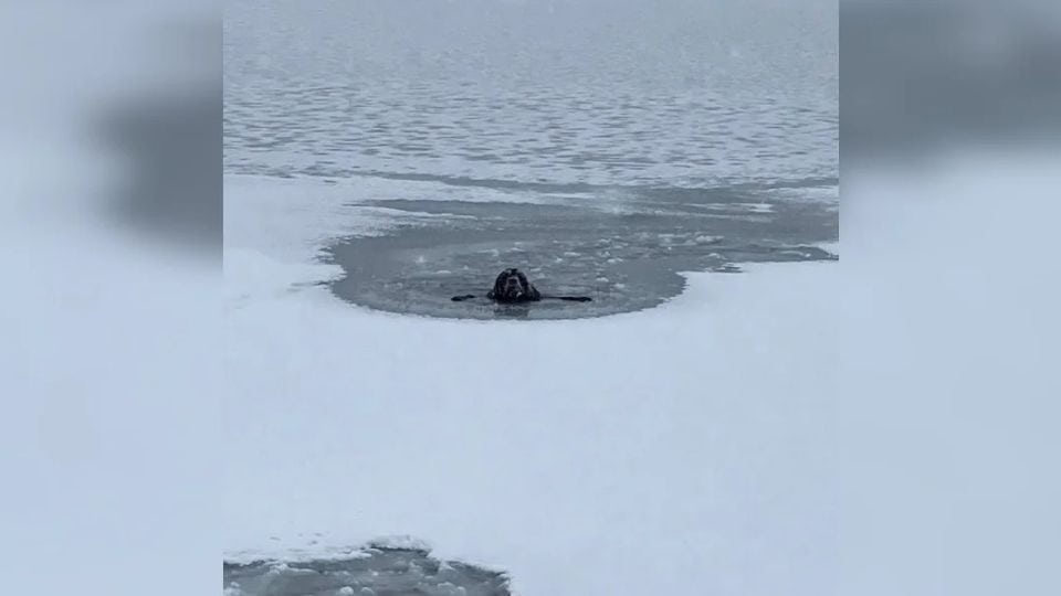 A Labrador’s Snowy Adventure Ends in Disaster and a Heartwarming Rescue