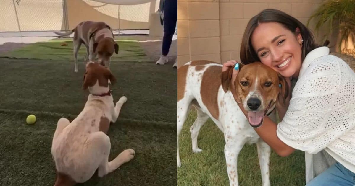 Woman Adopts Pup Who Looks Just Like Her Dog, And They Become Instant Best Friends