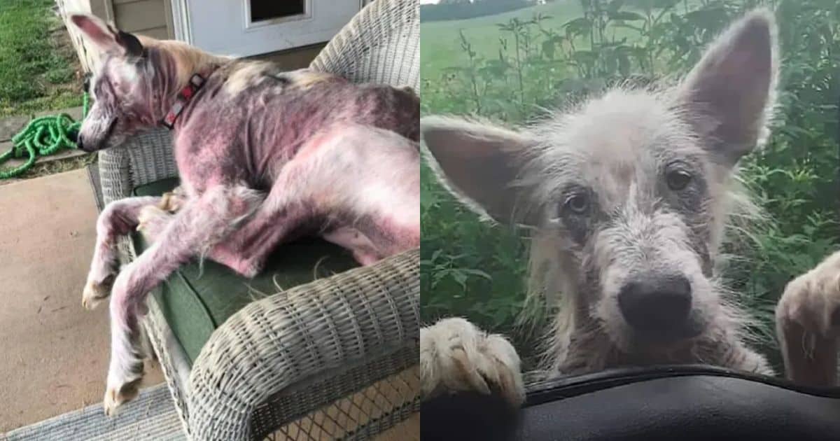 Starving And Lonely Pup Begs Truck Driver For A Second Chance At Life