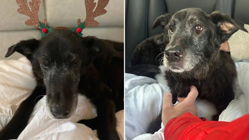 Fifteen Year Old Dog Beauty Lost Everything When Her Family Walked Away
