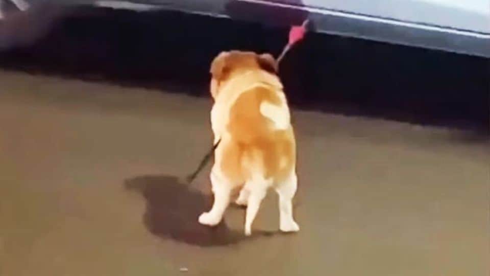 Wounded Dog Found with Arrow in Chest Makes Miraculous Recovery and Finds Forever Home