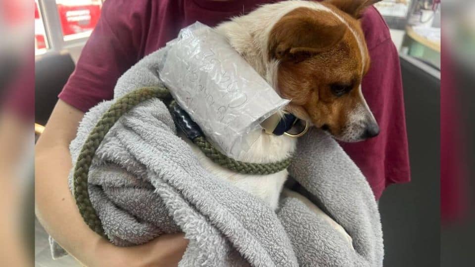 Lost Dog Found with a Heartbreaking Note Finds Hope and Love Again
