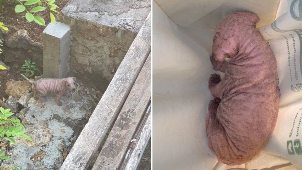 Watch How Rescued Puppy Jenny Blossoms In Her New Forever Home