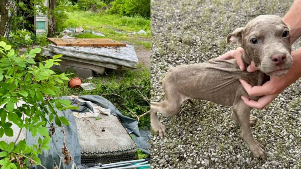 Puppies Abandoned On Thrown-Out Mattress Never Left Each Other’s Side