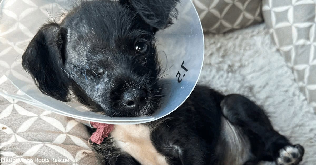 Shelter Puppy In Severe Pain Faced A Heartbreaking Fate