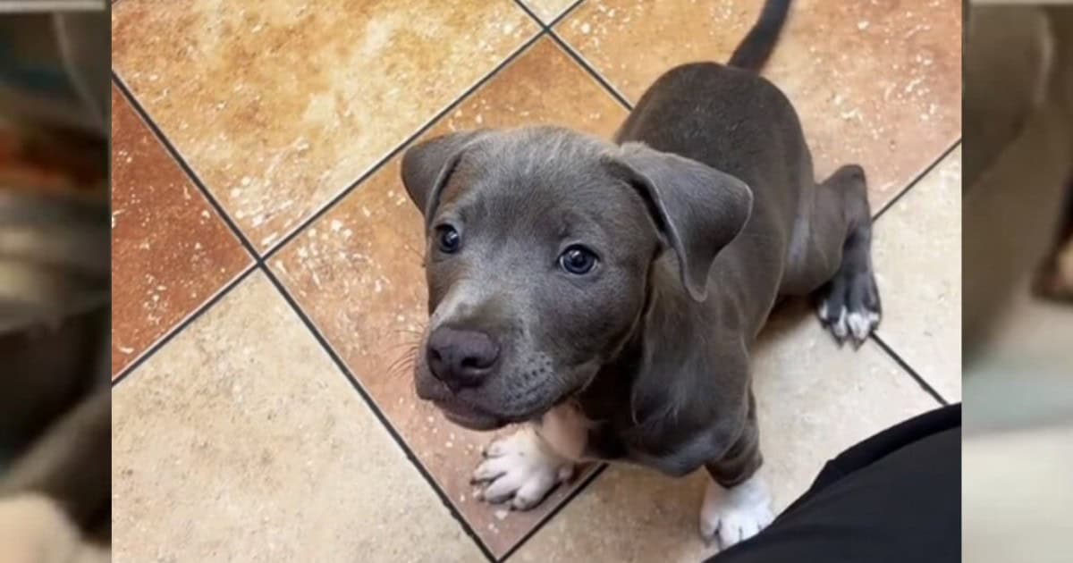 Negligent Owner Abandons Adorable Puppy for Three Days at Clinic in Atlanta