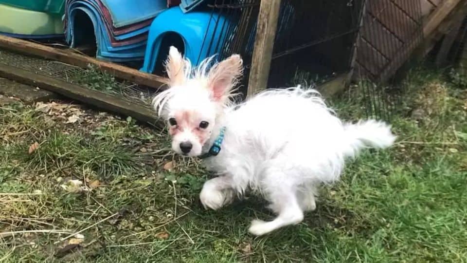 Tiny Puppy With Twisted Legs Finds a Family Who Loves Her Just the Way She Is