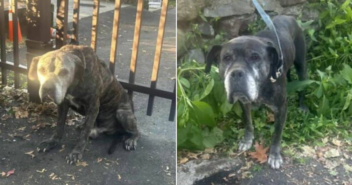 Rescuers Stumble Upon Two Dogs Tied to a Fence, Find Owner’s Note That Leaves Them Speechless