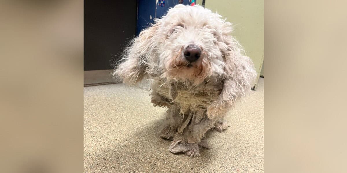 Dog Hidden Under 2 Pounds of Matted Fur Finally Sees the World Again