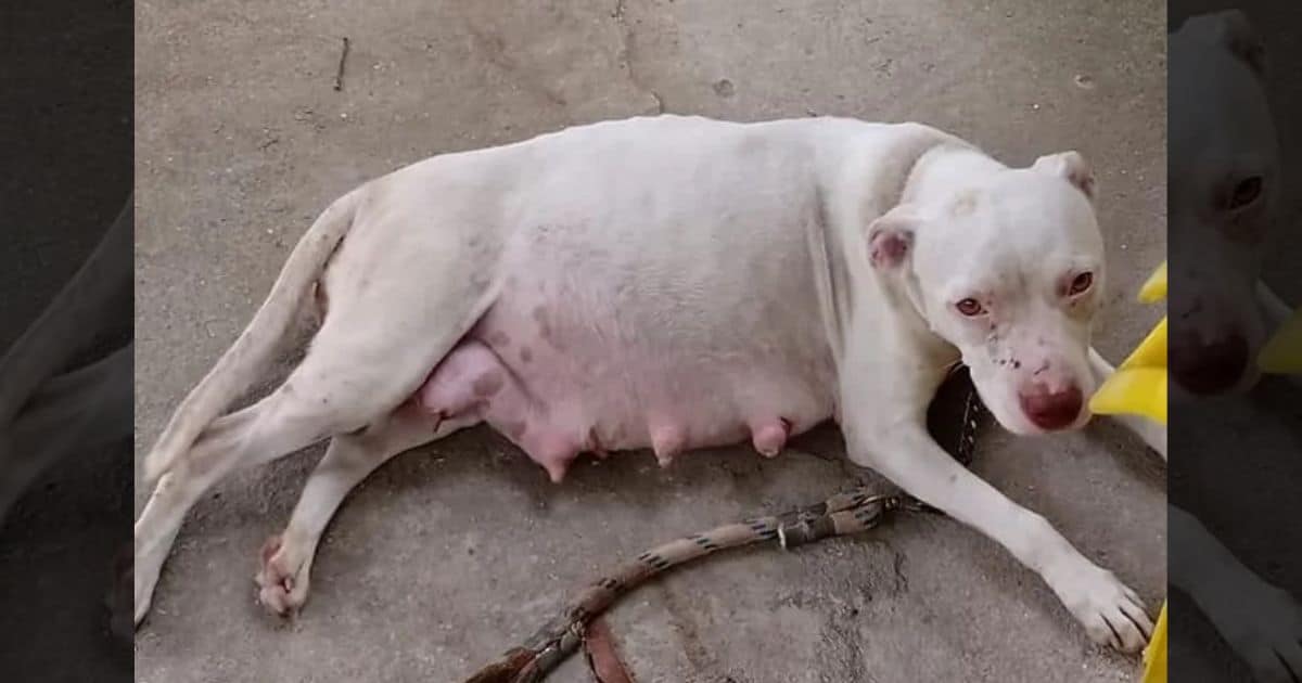 Shocking Security Footage Shows Man Leaving His Pregnant Dog Tied Up To A Pole