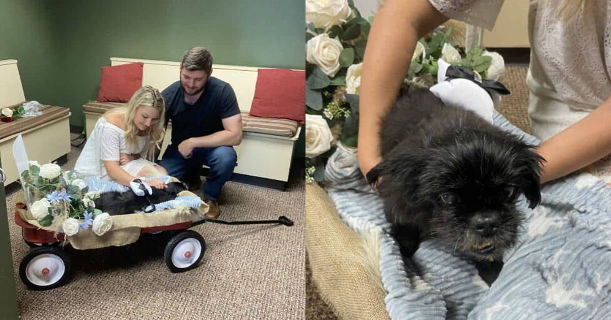 Couple Holds Last-Minute Wedding at Vet’s Office So Their Beloved Dog Can Attend One Last Time