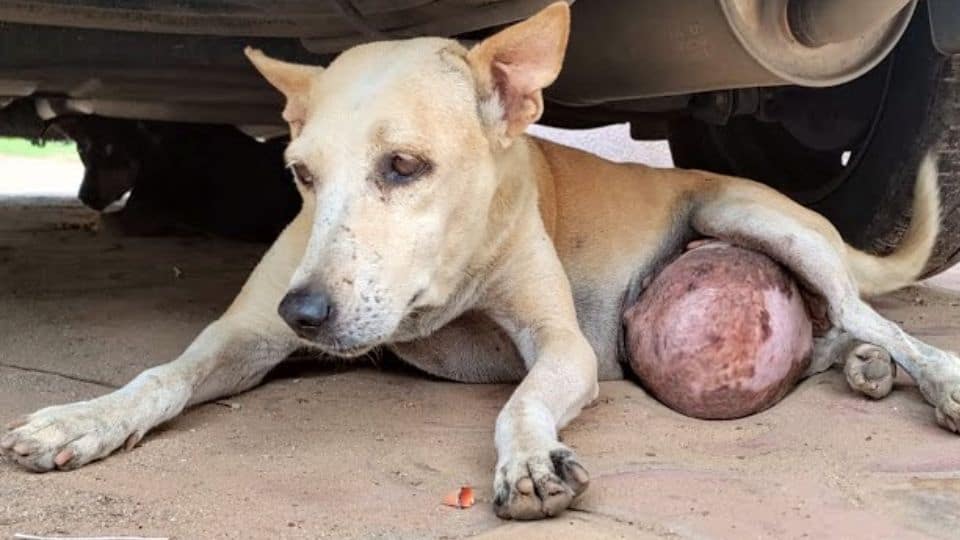 Senior Stray Dog Saved from the Streets with Life-Threatening Tumor