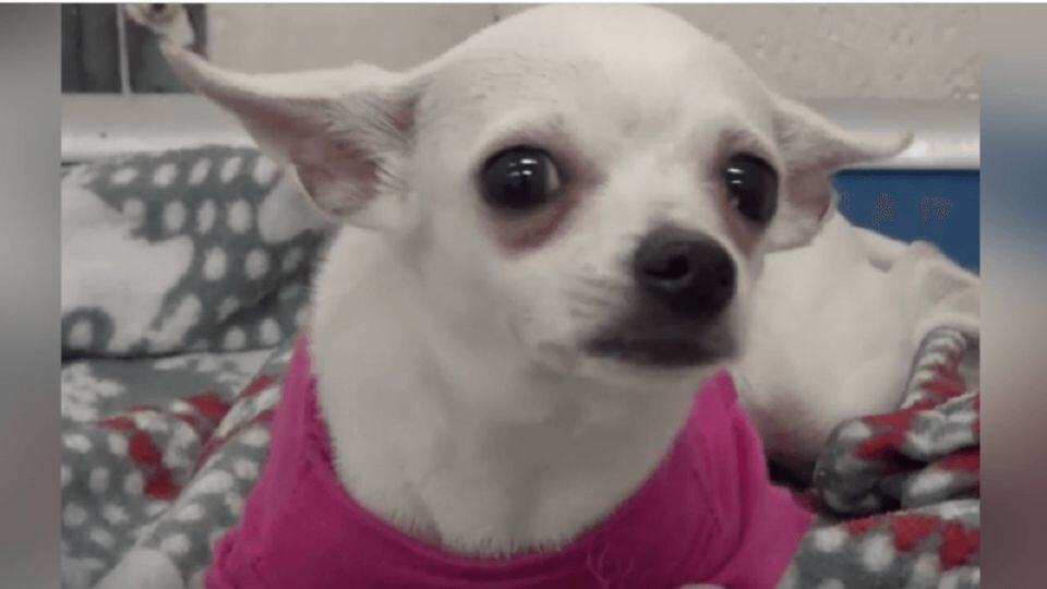 Tiny Chihuahua Cries Herself to Sleep Until One Gentle Woman Changes Everything