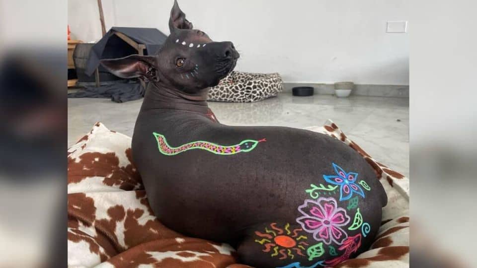 A Painted Pup Who Taught Everyone What Real Beauty Looks Like