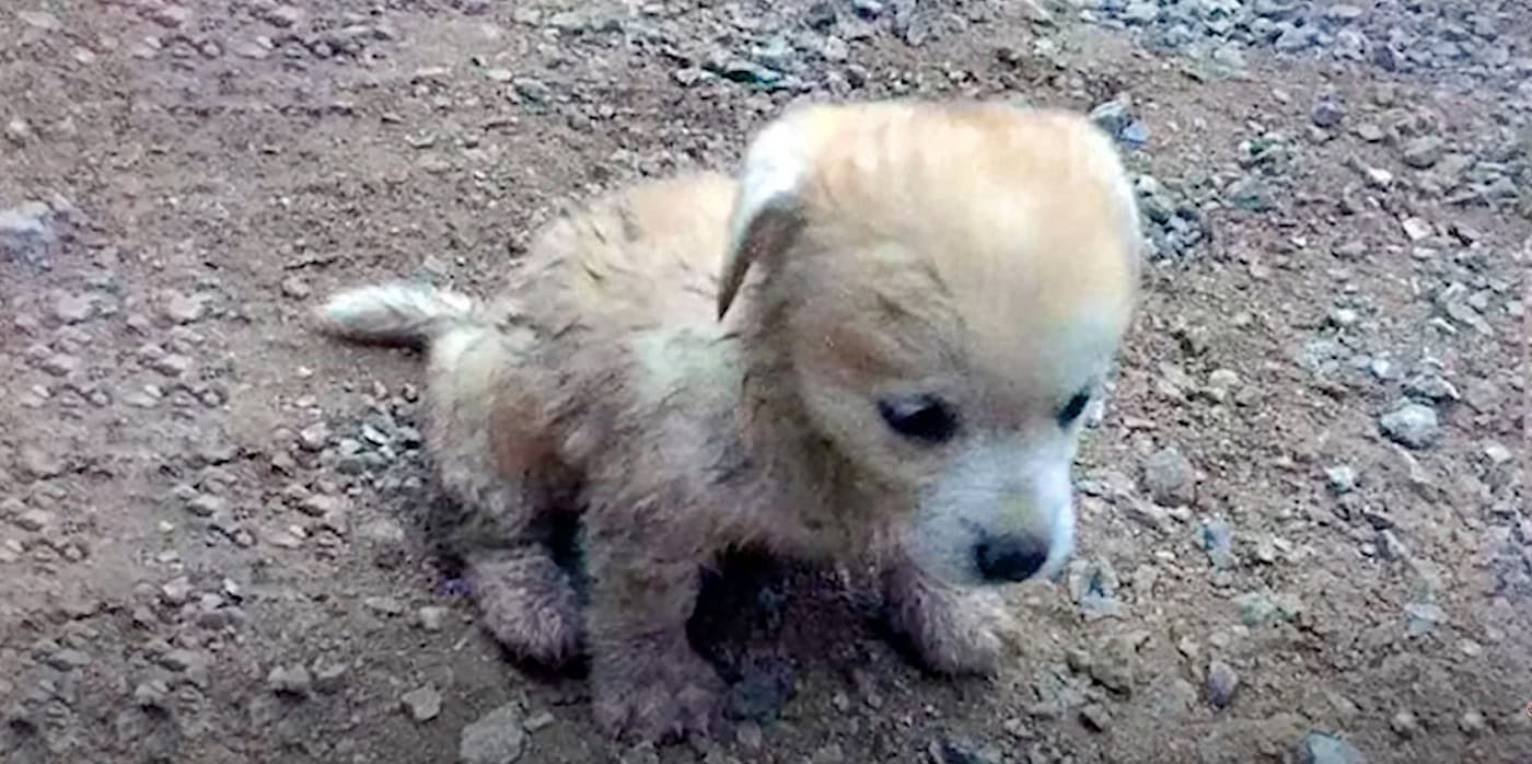 A Helpless Puppy Trembled In The River Without Hope