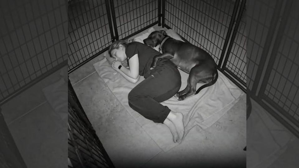 Shelter Dog Shook All Night Until One Quiet Act Changed Everything