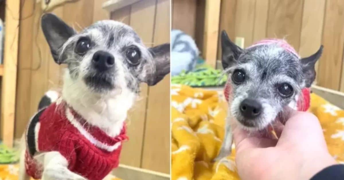 Sweet Senior Chihuahua Chihuahua Finds Herself at Shelter for Simply Wanting Love
