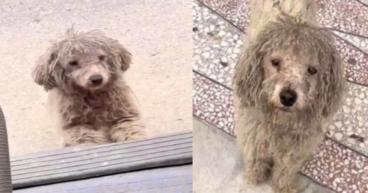 Matted and Neglected, Stray Pup Desperately Pleads for Someone to Save Him