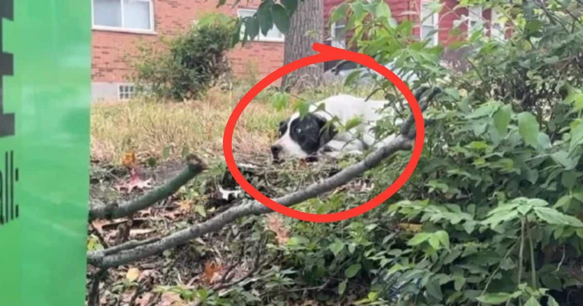 Injured Pup Found Behind A Dumpster Transforms From Fearful To Affectionate