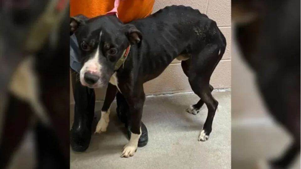 Heartbroken Dog Returns to Shelter for the Third Time Now Lives His Happiest Days