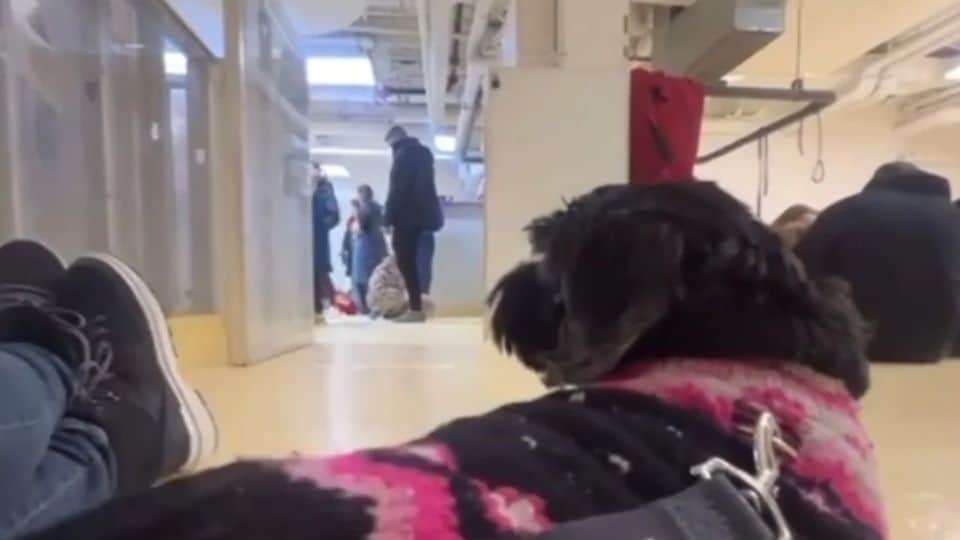 Poppy the Senior Dog Finally Finds the Home She Always Deserved