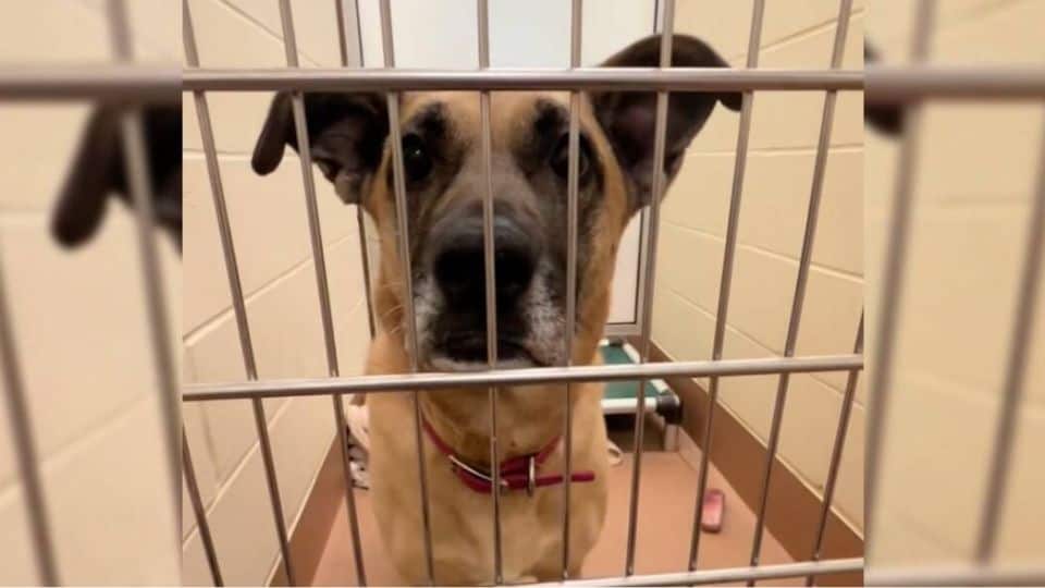 Dog Waits 1500 Days in Shelter Before Finally Finding Her Forever Family