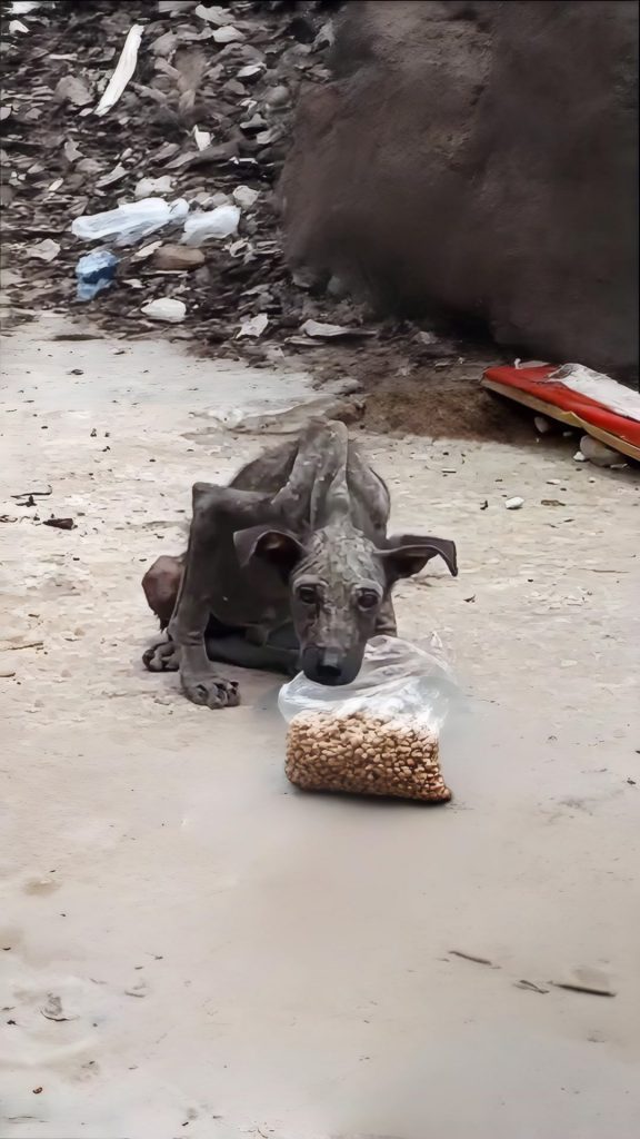 He Lay Broken by the Road for Years — Until One Quiet Act of Kindness Changed His Life
