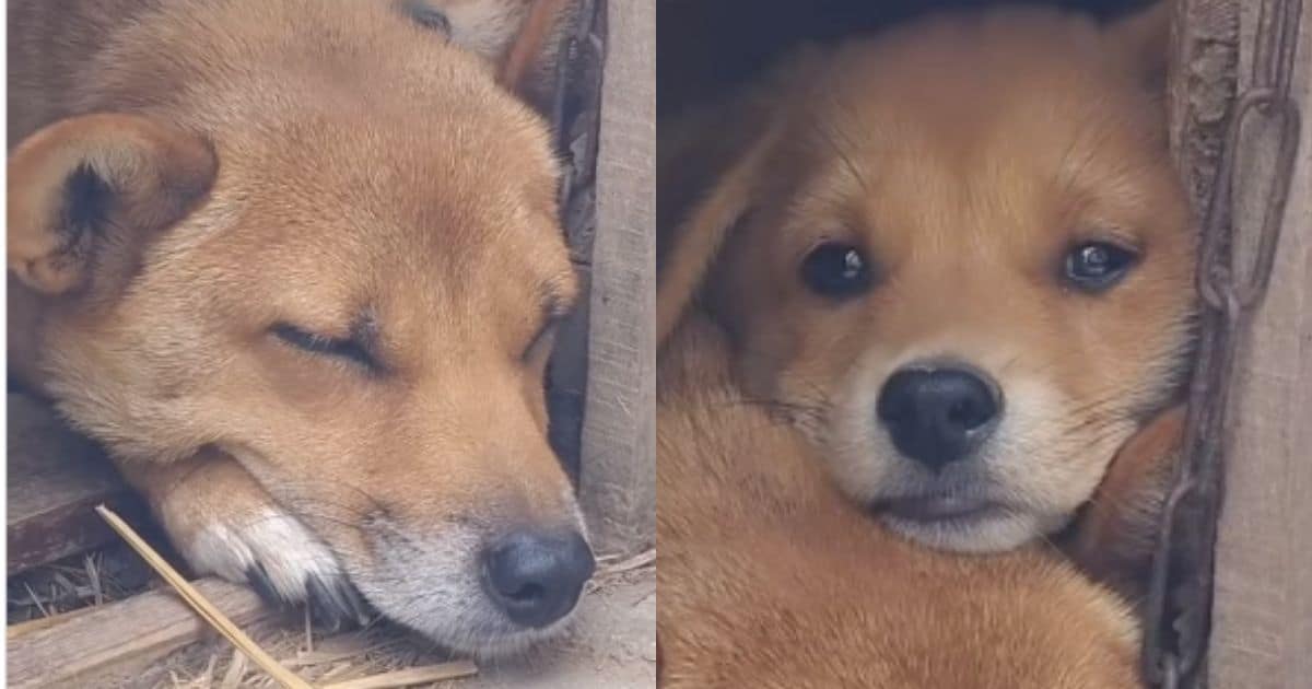 Two Resilient Pup Siblings Overcome Hardship and Find Joy Together After Rescue